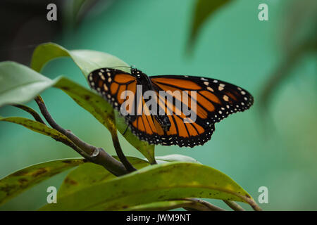 Un incredibile Close-up Immagine di una farfalla. Foto Stock