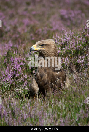 Steppa eagle (Aquila nipalensis) in heather, Regno Unito Foto Stock