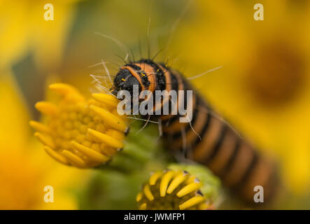 Caterpillar su masticare il germoglio di fiore Foto Stock