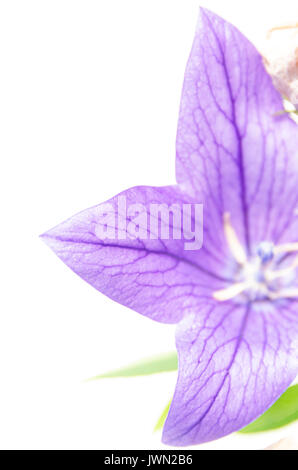 Retroilluminato a petali di un palloncino viola Fiore (Platycodon grandiflorus) Foto Stock