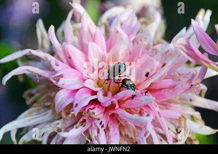 Coleotteri giapponese (Popillia japonica) su una rosa dalia. Foto Stock