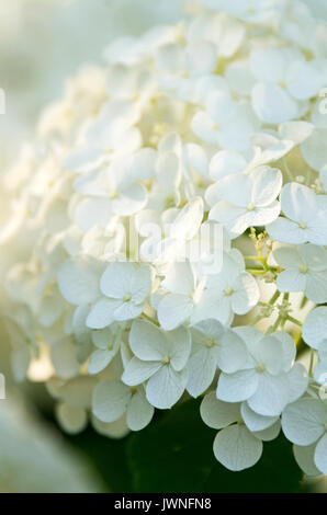 Primo piano di hydrangea blossoms contro uno sfondo scuro Foto Stock