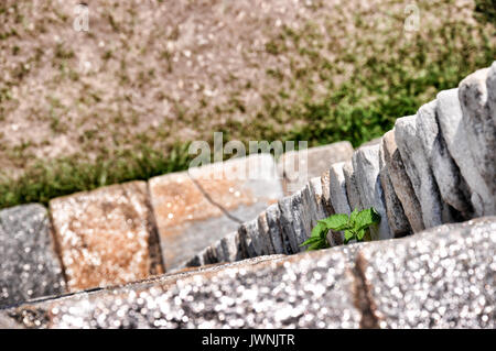 Angolo alto sopra la mensola close up su vecchie pietre con piccola pianta crescente da una fessurazione Foto Stock