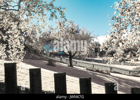 Girato a infrarossi del giardino estivo con alberi e recinzione. Colori invertiti. Foto Stock