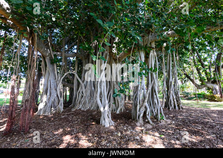 Grandi e vecchi alberi di fico con impressionante radici aeree, Townsville, Queensland, QLD, Australia Foto Stock