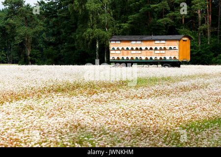 Colorate di trasporto mobile auto per alveare miele Foto Stock