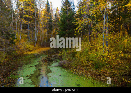 Alberi con foglie di autunno sopra l'acqua coperti da lenti d'acqua. Parco tranquillo e soleggiato tempo di caduta. Foto Stock