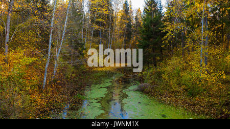 Alberi con foglie di autunno sopra l'acqua coperti da lenti d'acqua. Parco tranquillo e soleggiato tempo di caduta. Foto Stock