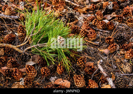 Ramo di pino verde con aghi e pigne giacente a terra Foto Stock