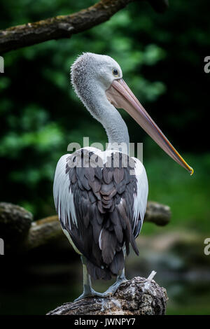 Australian pelican seduti vicino al fiume (Pelecanus conspicillatus) Foto Stock