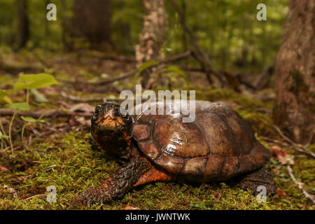 Maschio di tartaruga in legno - Glyptemys insculpta Foto Stock