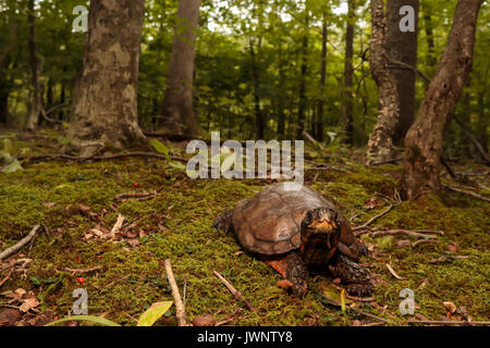 Maschio di tartaruga in legno - glyptemys insculpta Foto Stock