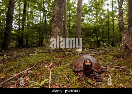 Maschio di tartaruga in legno - Glyptemys insculpta Foto Stock