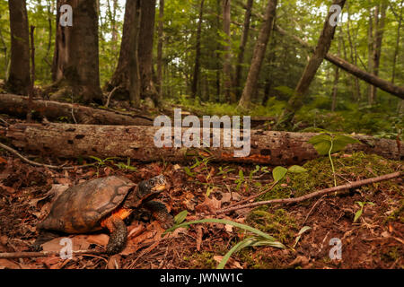 Maschio di tartaruga in legno - glyptemys insculpta Foto Stock
