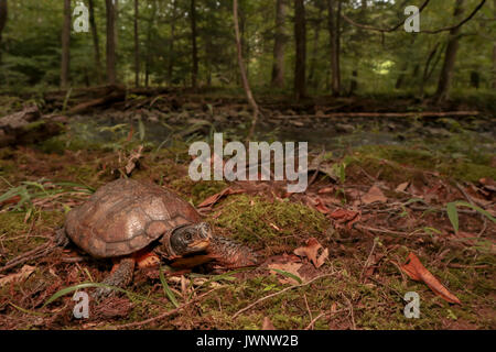 Maschio di tartaruga in legno - glyptemys insculpta Foto Stock