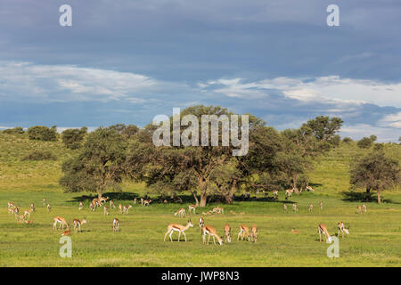 Springboks (Antidorcas marsupialis), grande pascolo del bestiame nel letto del fiume Auob, alberi camelthorn (Acacia erioloba), durante il Foto Stock