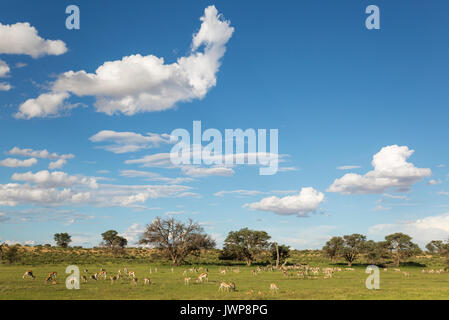 Springboks (Antidorcas marsupialis), grande pascolo del bestiame nel letto del fiume Auob, alberi camelthorn (Acacia erioloba), durante il Foto Stock