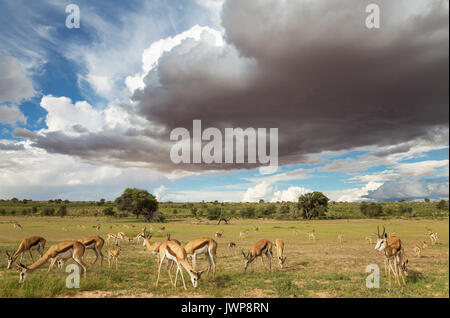 Springboks (Antidorcas marsupialis), grande pascolo del bestiame nel letto del fiume Auob, alberi camelthorn (Acacia erioloba), durante il Foto Stock