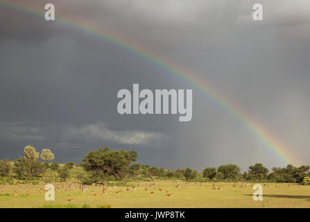 Springboks (Antidorcas marsupialis), grande pascolo del bestiame nel letto del fiume Auob, alberi camelthorn (Acacia erioloba), durante il Foto Stock