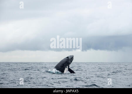 Violare Humpback Whale su inverno rotta migratoria off Teste di Sydney Australia Foto Stock