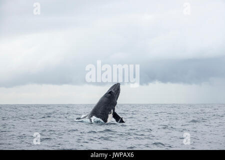 Violare Humpback Whale su inverno rotta migratoria off Teste di Sydney Australia Foto Stock