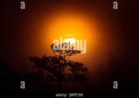 Un bellissimo disco di un sole che sorge dietro il pino. Dark, misterioso paesaggio di mattina. Guardare apocalittico. Artistico, colorato paesaggio. Foto Stock