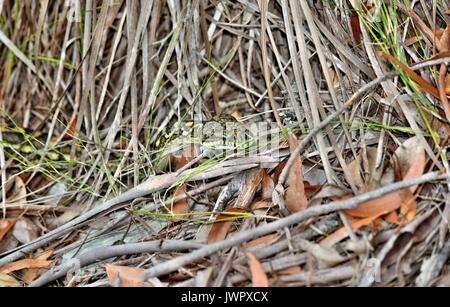 Australian serpente tappeto costiere python ( Morelia spilota mcdowelli) nella Sunshine Coast, Queensland, Australia Foto Stock