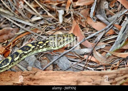 Australian serpente tappeto costiere python ( Morelia spilota mcdowelli) nella Sunshine Coast, Queensland, Australia Foto Stock