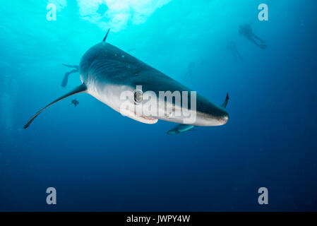 Vista subacquea di squalo blu e pesce pilota, immagine è stata scattata a una cinquantina di chilometri passato offshore Western Cape, Sud Africa. Foto Stock