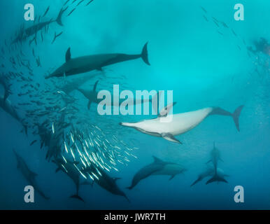 Pod di delfini comuni alimentazione sulle sardine durante l annuale sardine run al largo della costa orientale del Sud Africa. Foto Stock