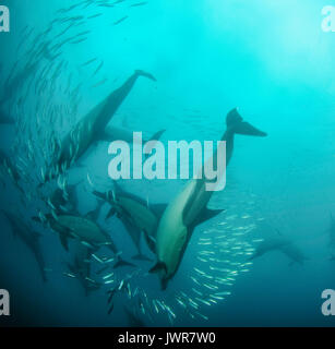 Pod di delfini comuni alimentazione sulle sardine durante l annuale sardine run al largo della costa orientale del Sud Africa. Foto Stock