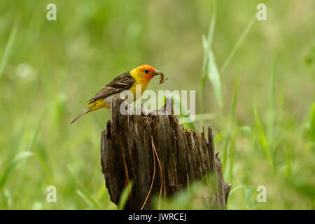 Tenegar bird Foto Stock