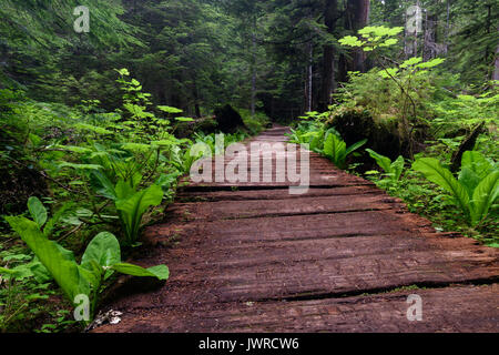 Percorso attraverso la foresta pluviale Foto Stock