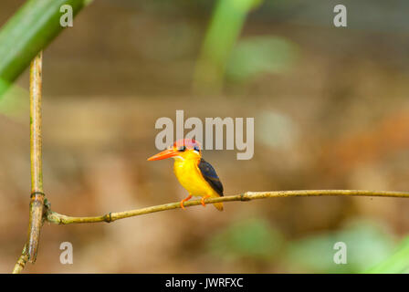 Uccello colorato nero bella-backed Kingfisher (Ceyx erithacus) nella foresta Foto Stock