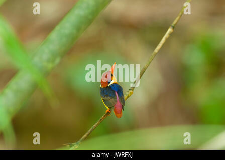 Uccello colorato nero bella-backed Kingfisher (Ceyx erithacus) nella foresta Foto Stock