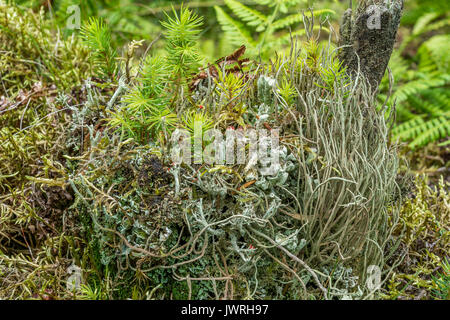 Cresta rossa lichen noto anche come il soldato britannico lichen, Cladonia Cristatella. Foto Stock