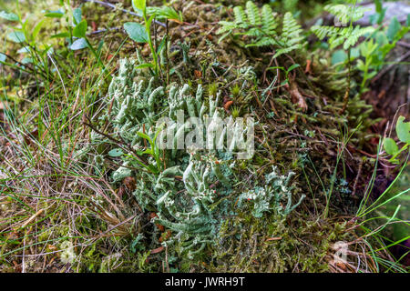 Cresta rossa lichen noto anche come il soldato britannico lichen, Cladonia Cristatella. Foto Stock