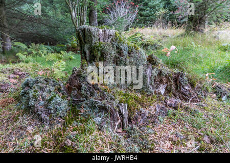 Un vecchio ceppo di albero rivestito in vari tipi di licheni. Foto Stock