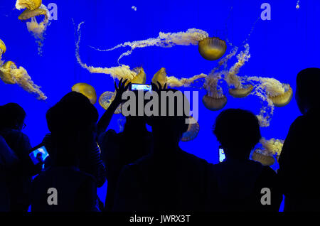 Sagome di persone che guardano un serbatoio di medusa di Shanghai Aquarian in Cina. Il serbatoio è retro illuminato con luce blu. Foto Stock