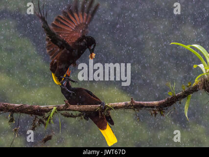 Due Montezuma oropendola, Psarocolius montezuma, uno è seduto su un albero bransch e uno è volare su di lui con un pezzo di cibo nel suo becco in rainf Foto Stock