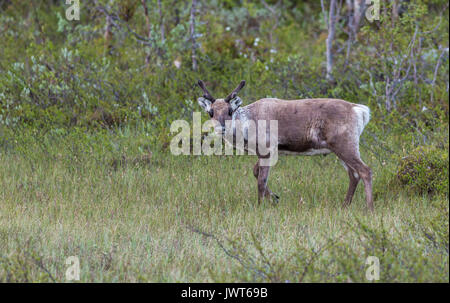 La renna, Rangifer tarandus in piedi in una foresta di Stora sjöfallets national park e guardando la telecamera, Stora sjöfallets national park, Gälli Foto Stock