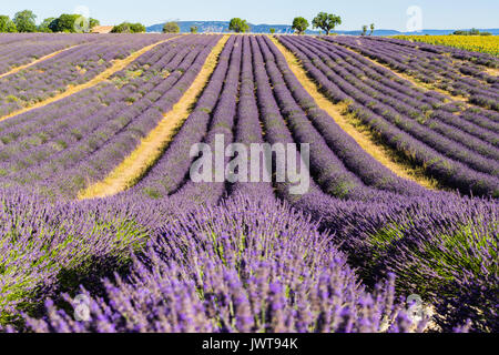 Campi di lavanda in estate a Valensole. Alpes de Haute Provence, regione PACA, meridionale delle Alpi Francesi, Francia Foto Stock