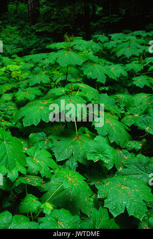Devils club lungo Franklin Falls Trail, Mt Baker-Snoqualmie Foresta Nazionale, Washington Foto Stock
