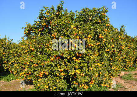 Arance che crescono su alberi in un frutteto, sulla Costa Blanca, Spagna. Foto Stock