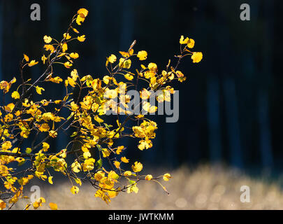 Retroilluminato con fogliame di autunno nella luce dorata a inizio ottobre 2016 Espoo, in Finlandia. Per la maggior parte colorata giallo Aspen lascia al tramonto dalla B Foto Stock