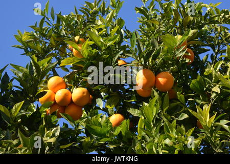 Arance che crescono su alberi in un frutteto, sulla Costa Blanca, Spagna. Foto Stock