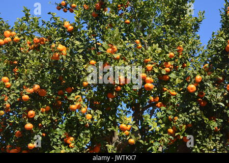 Arance che crescono su alberi in un frutteto, sulla Costa Blanca, Spagna. Foto Stock