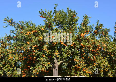 Arance che crescono su alberi in un frutteto, sulla Costa Blanca, Spagna. Foto Stock