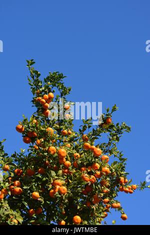 Arance che crescono su alberi in un frutteto, sulla Costa Blanca, Spagna. Foto Stock