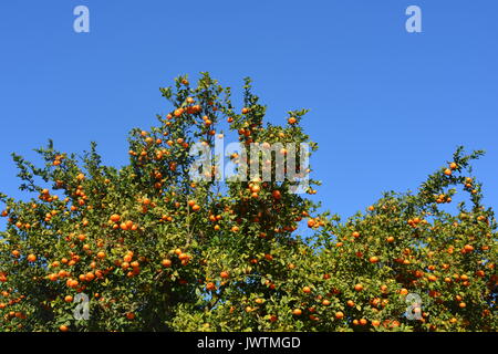 Arance che crescono su alberi in un frutteto, sulla Costa Blanca, Spagna. Foto Stock